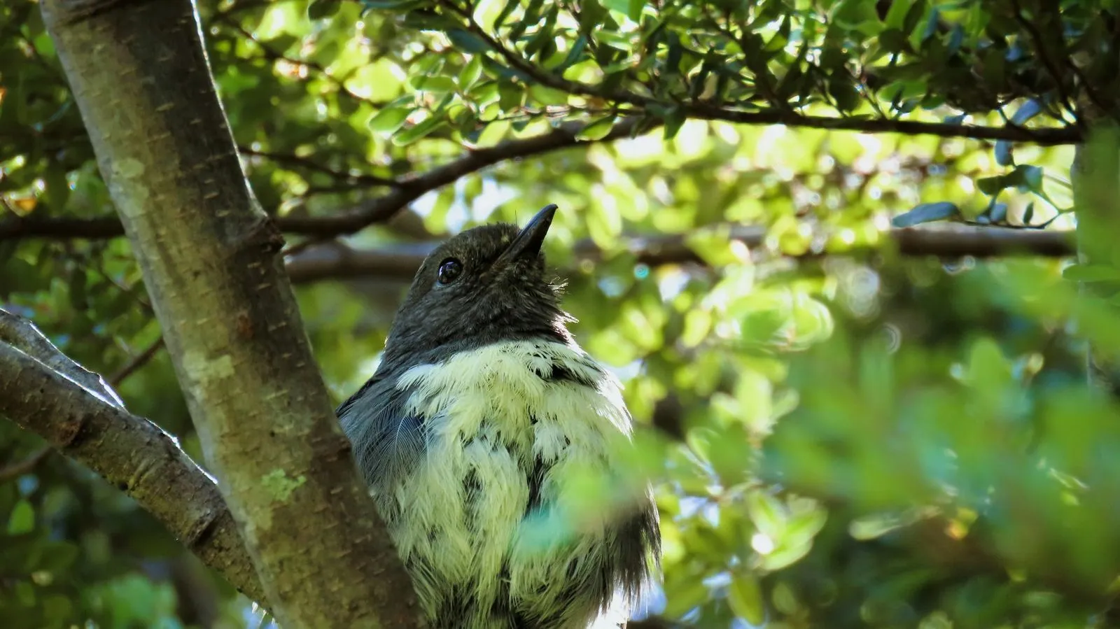 A close-up of a small bird with a gray head and white belly perched amidst vibrant green foliage, gazing upward.
