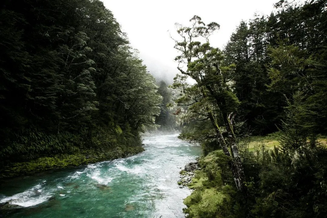 A serene river flows through a lush, misty forest, surrounded by trees and moss-covered rocks, creating a tranquil wilderness scene.