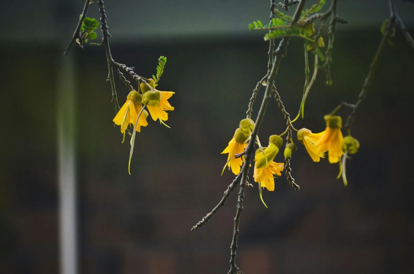 A cluster of vibrant yellow flowers on thin branches, set against a softly blurred dark background.