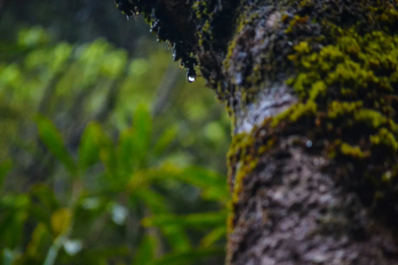 Close-up of a moss-covered tree trunk with a single droplet of water clinging to it, surrounded by lush greenery in the background.
