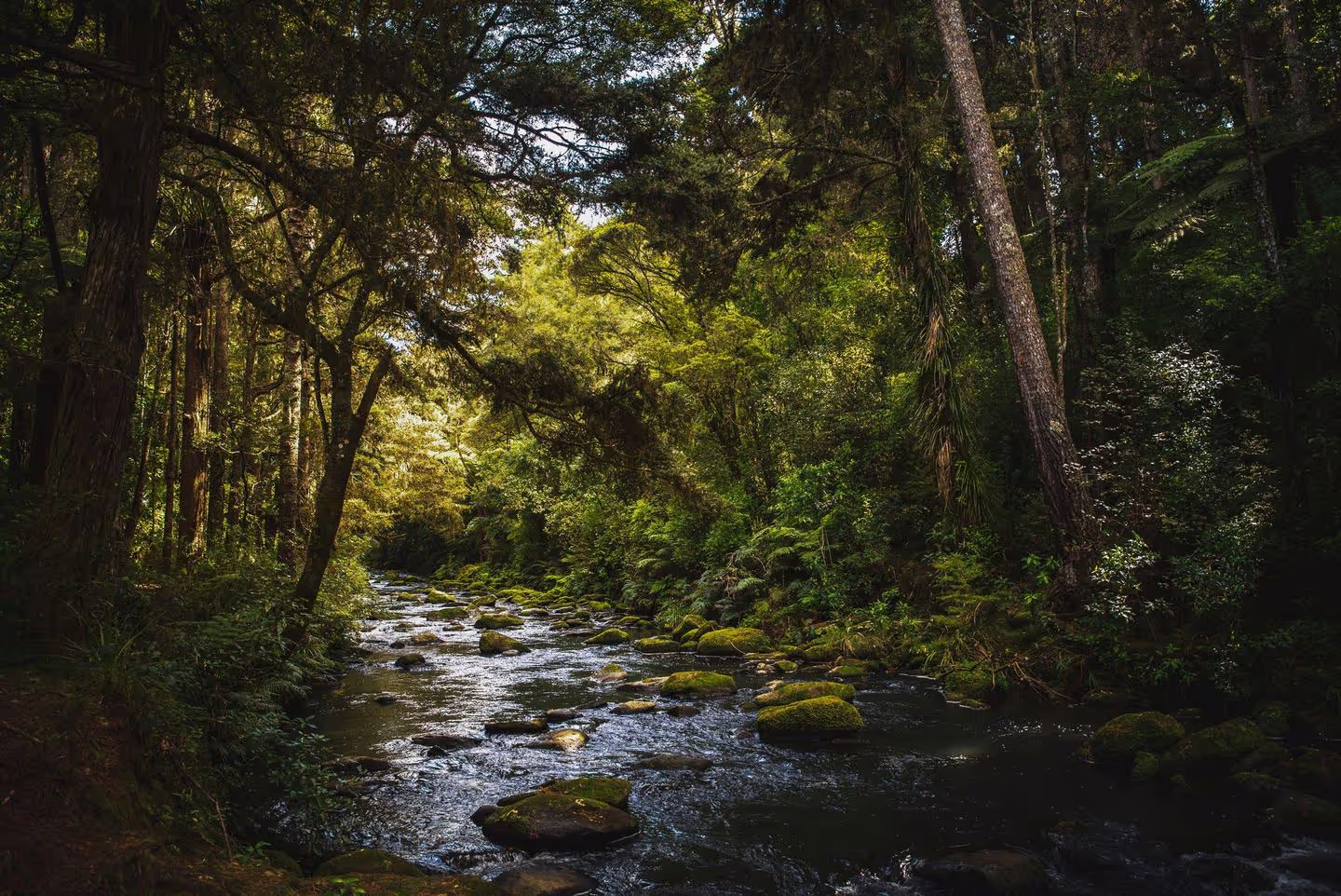 A tranquil forest scene with a meandering stream, surrounded by lush greenery and towering trees under soft, dappled sunlight.