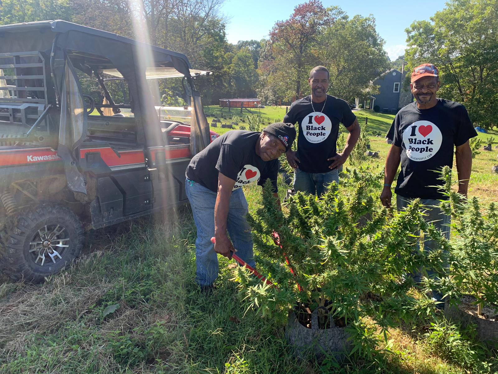 Three men wearing 'I love Black People' t-shirts stand around green cannabis plants outdoors near a utility vehicle in a sunny garden.