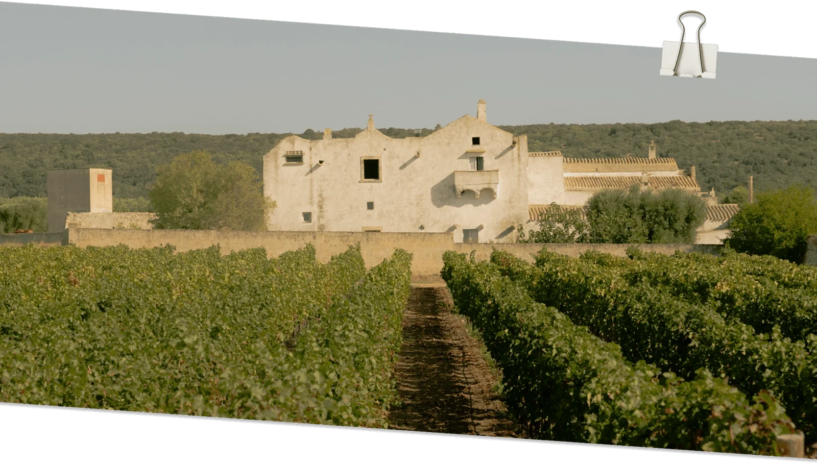 Vineyard rows leading to an old stone building with a pale facade and tiled roofs, backed by forested hills.  Frisino - Masseria Vallenza