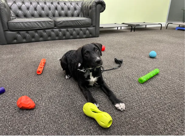 Black dog with white chest markings lying on carpet surrounded by colorful dog toys with a dark gray leather couch in the background.