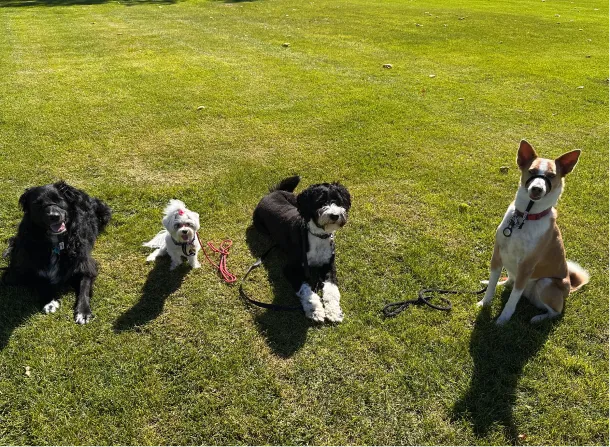 Four dogs sitting on green grass in a sunny outdoor setting, each with different colors and sizes.