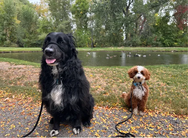 Two dogs sitting on a path covered with fallen leaves near a pond with ducks and trees in the background.