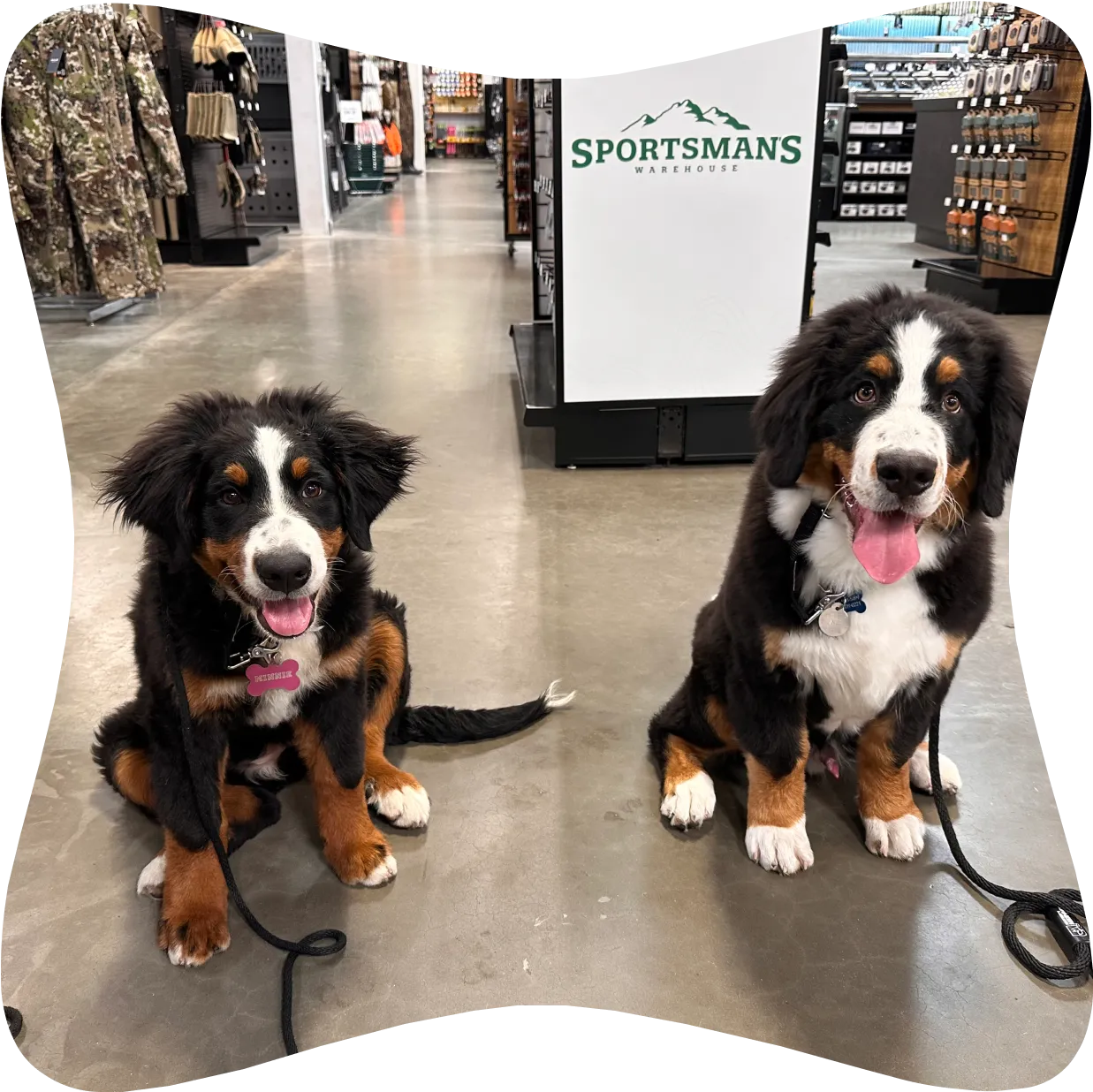 Two Bernese Mountain Dog puppies sitting on a concrete floor inside a Sportsman's Warehouse store.