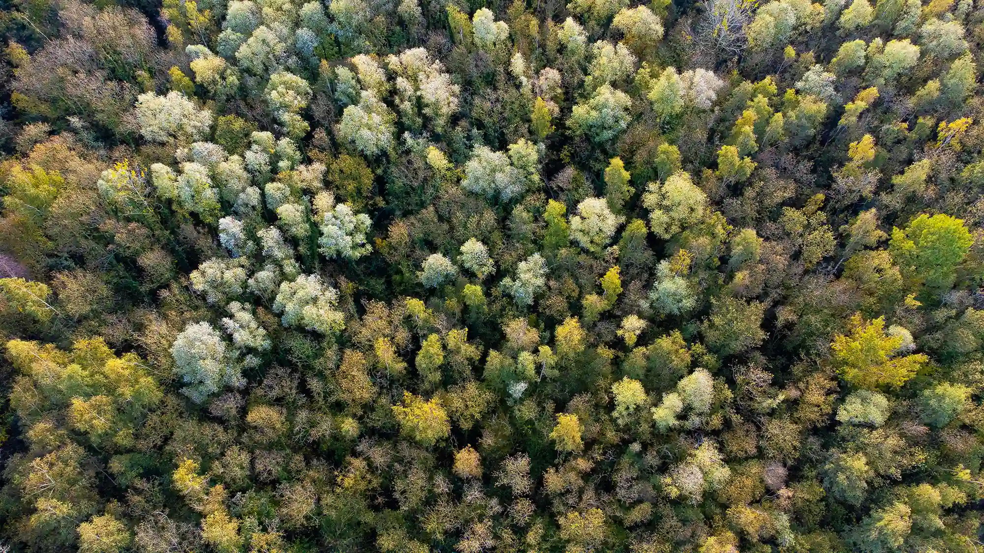 drone beeld van bossen