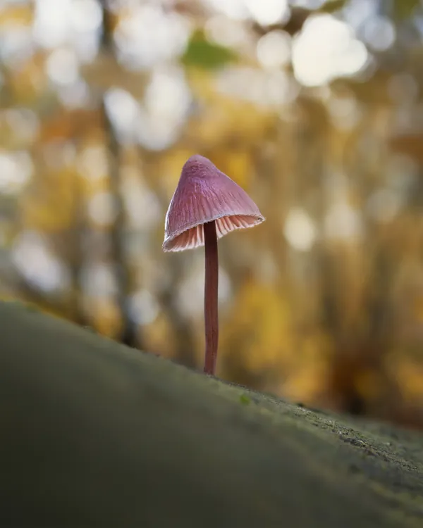 Natuurfoto roze paddenstoel