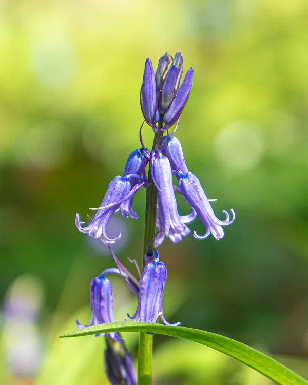 Natuurfoto boshyacinten macro