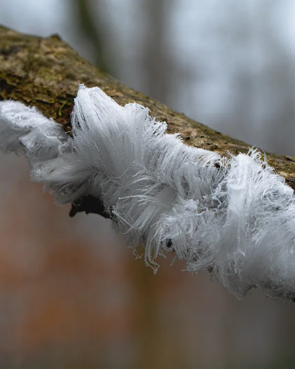 Natuurfoto ijshaar closeup