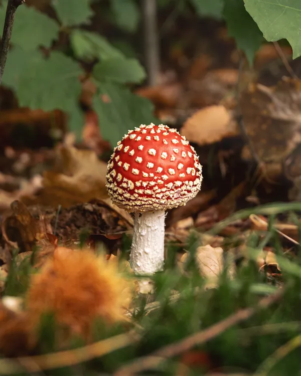 Natuurfoto rode paddenstoel