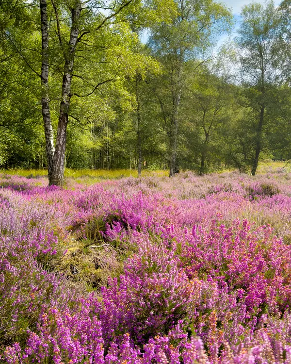 Natuurfoto paarse heide België