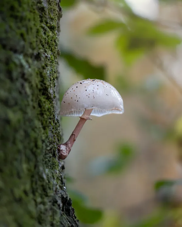 Natuurfoto witte paddenstoel closeup