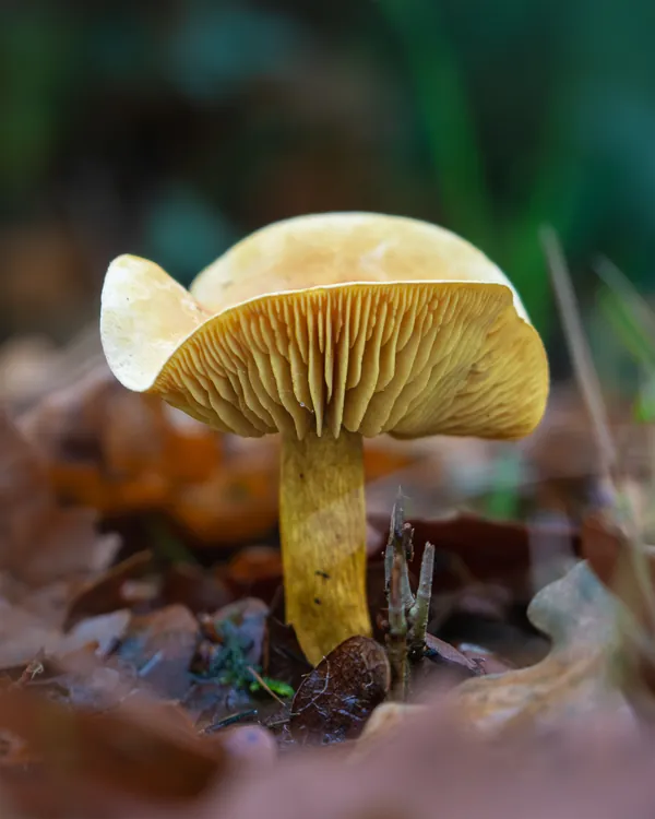 Natuurfoto gele paddenstoel 