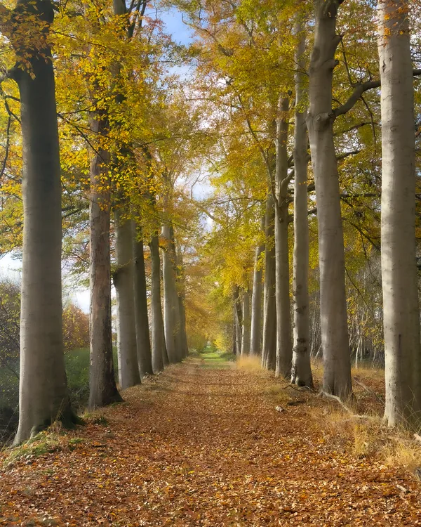 Natuurfoto herfst bospad