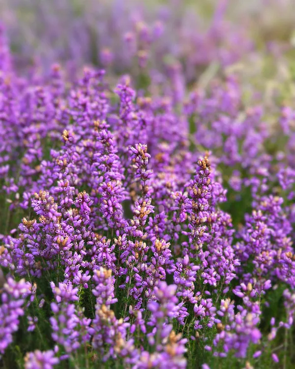 Natuurfoto paarse heide