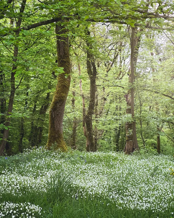 Natuurfoto witte bloemetjes