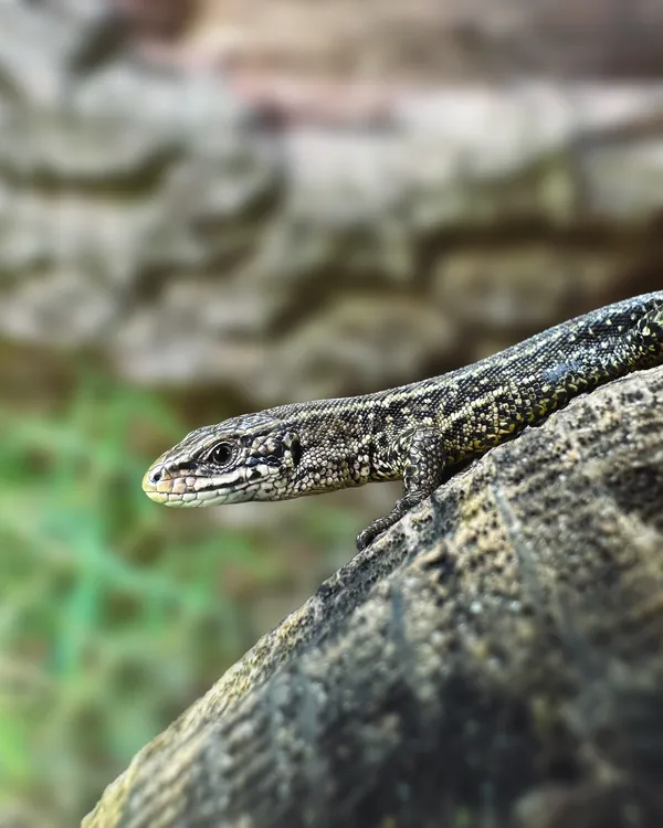 Natuurfoto hagendis closeup