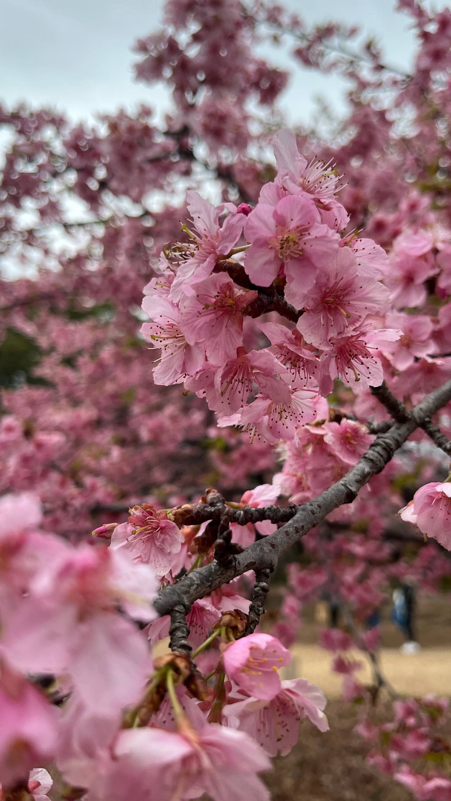 [background image] image of a cityscape at night (for a security company)