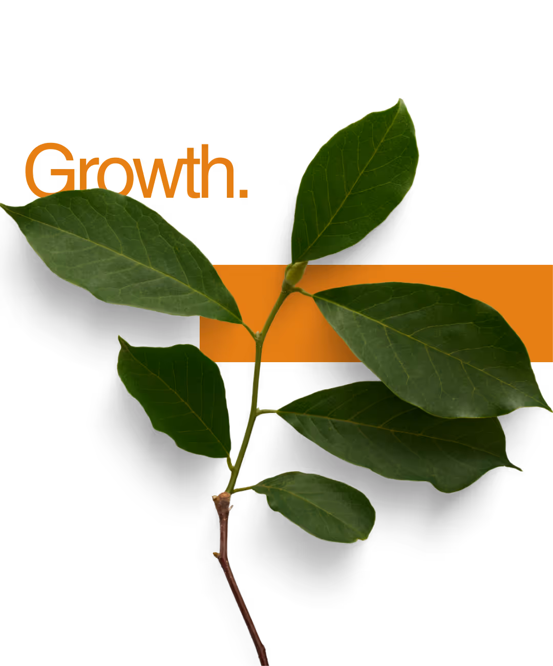 McCallum Brokers brand image representing growth and long-term financial planning