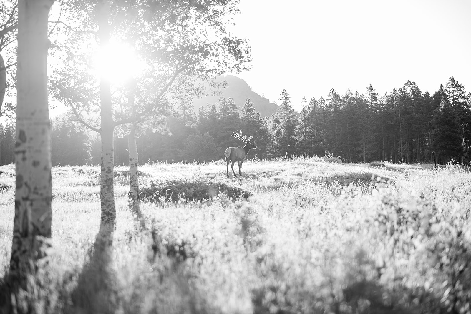 a moose in a field with trees and a mountain in the background