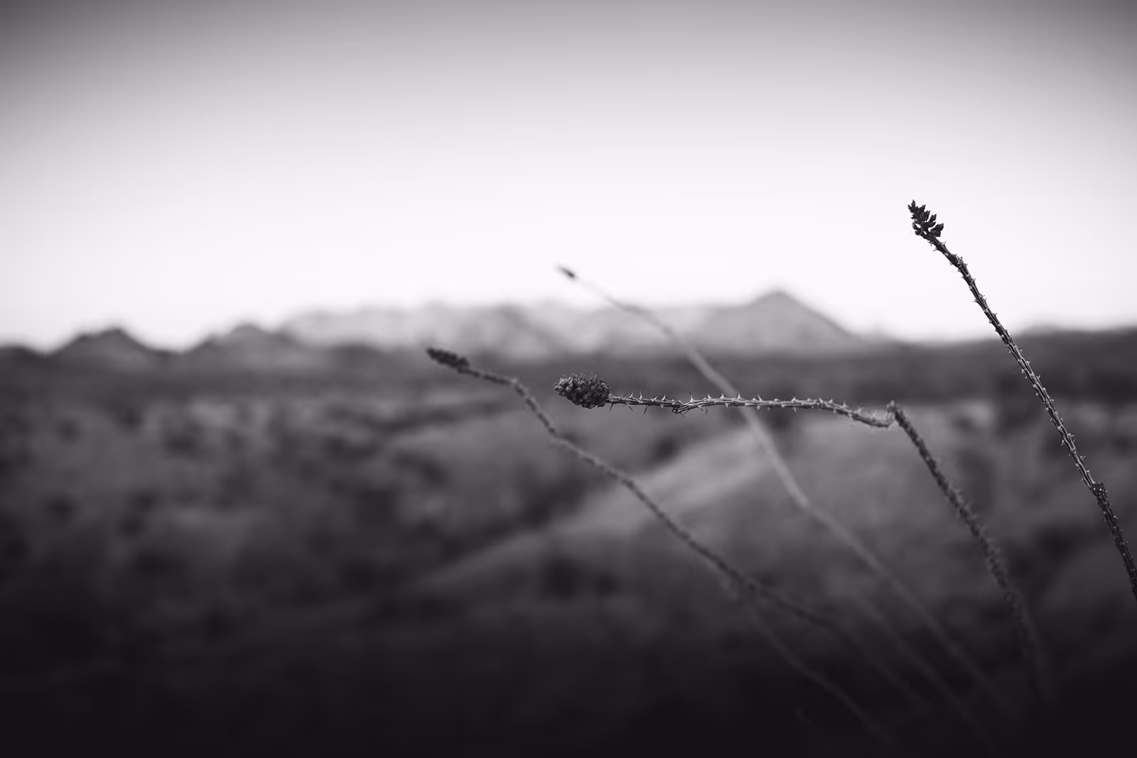 Close-up of dry, thorny plant stems against a blurred mountainous landscape in black and white.