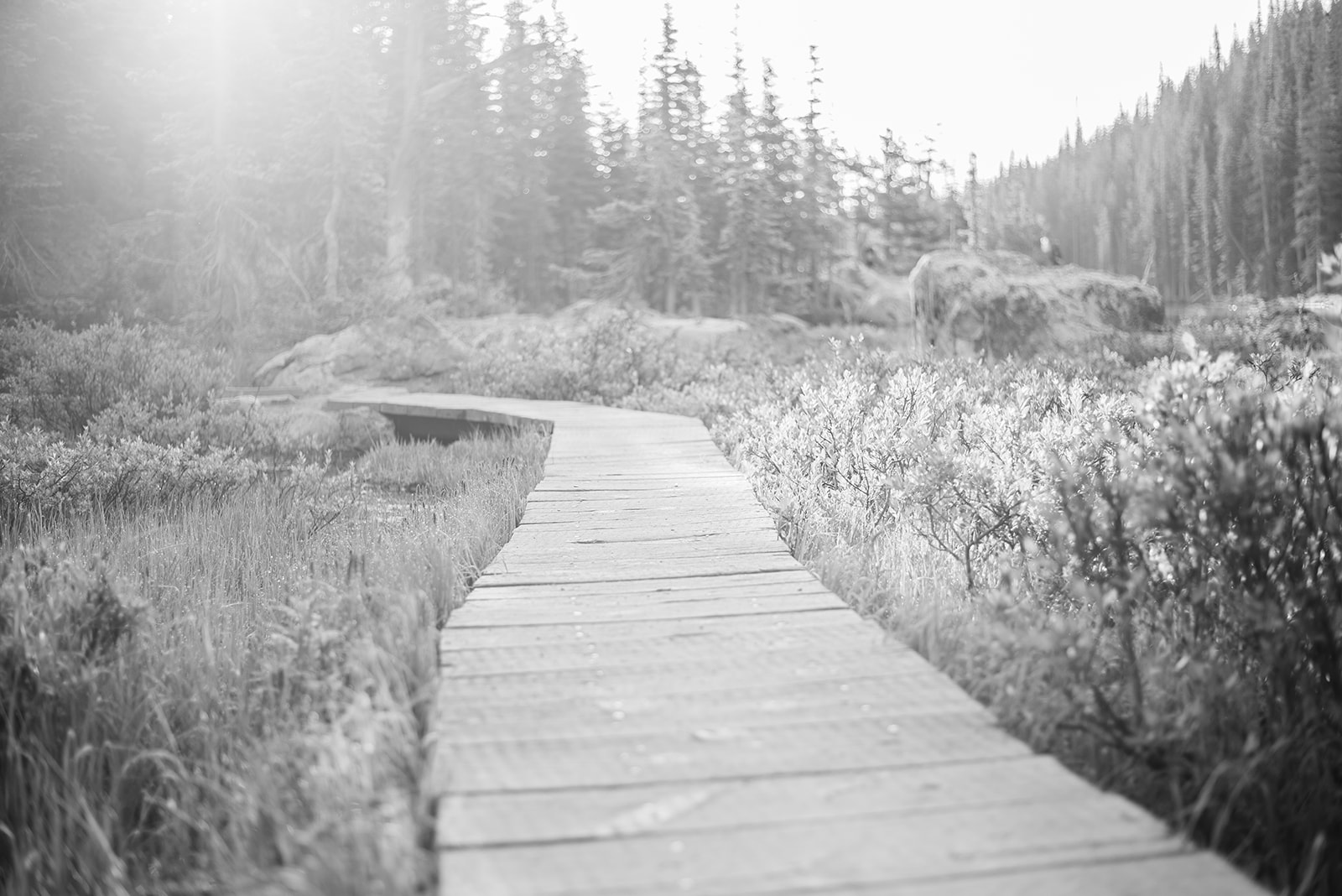 Wooden boardwalk winding through a grassy meadow with bushes, leading towards a forest of tall pine trees.