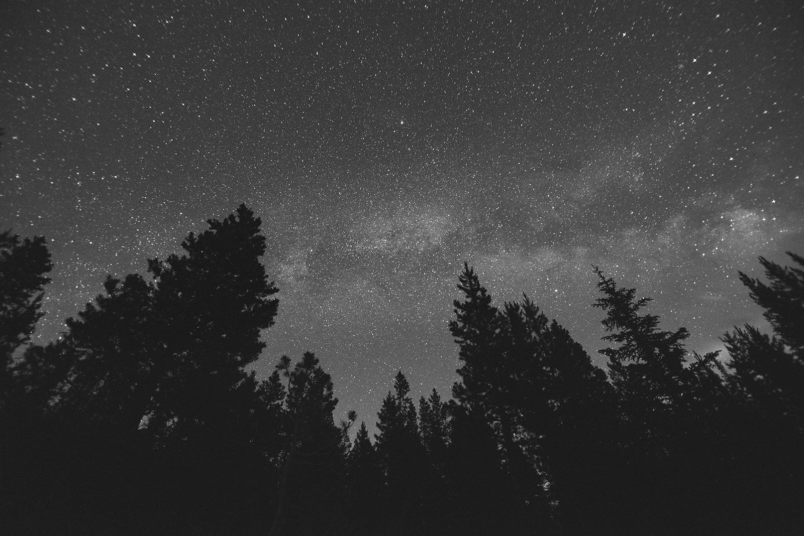 Star-filled night sky with the Milky Way visible above dark silhouettes of tall pine trees.