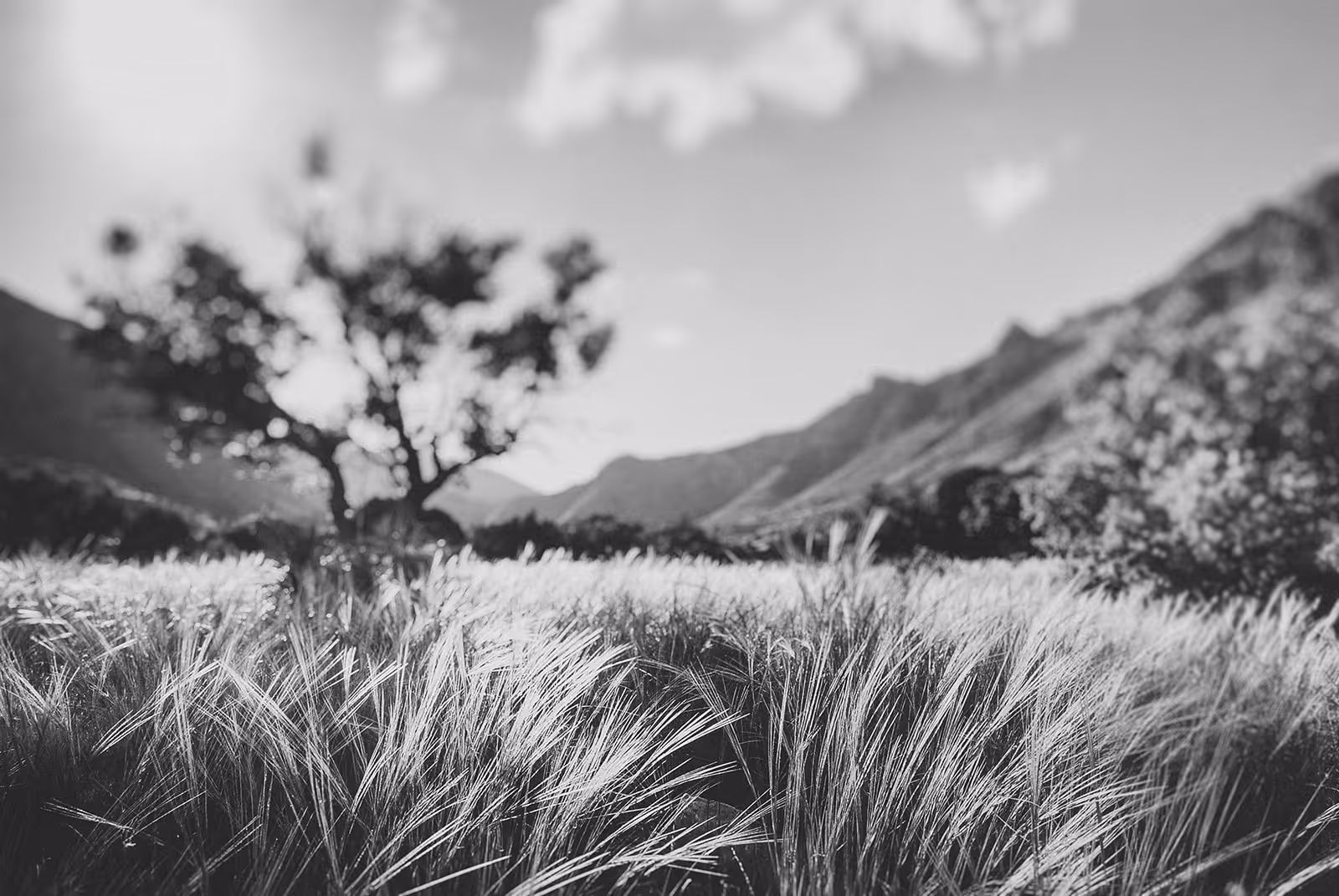 Black and white photo of wheat field with blurred tree and mountain range in the background under partly cloudy sky.