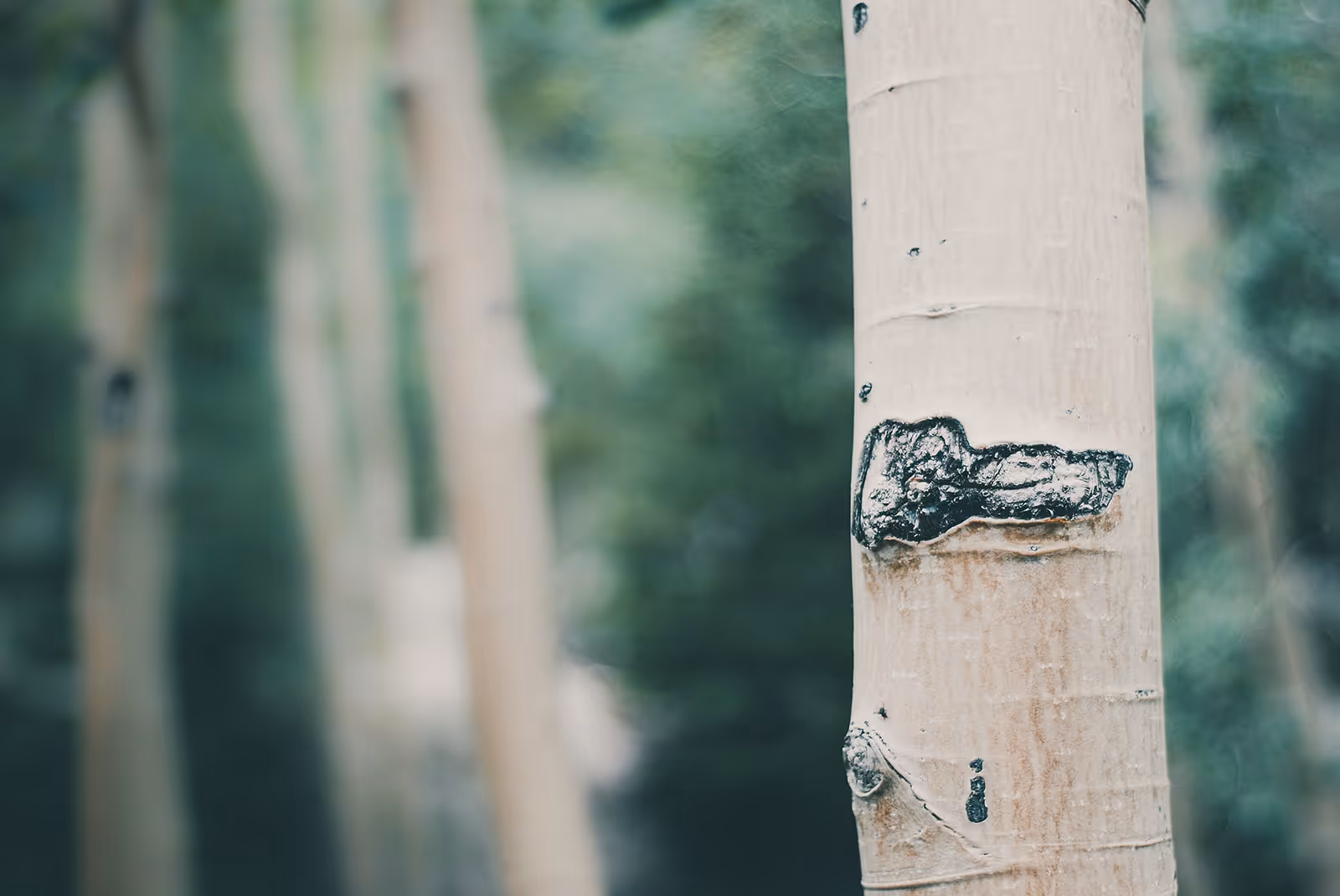 Close-up of a light-colored tree trunk with a dark, irregular patch on its bark, with blurred trees and greenery in the background.
