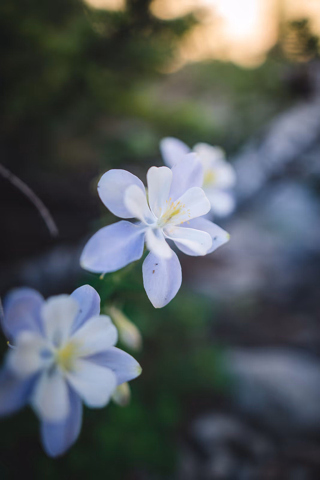 Close-up of pale blue and white columbine flowers with soft focus greenery and stones in background.
