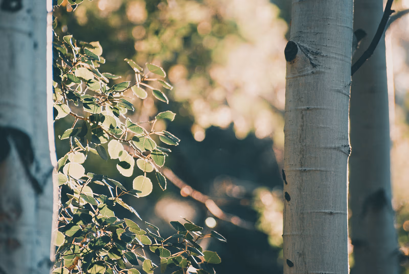 Close-up of sunlit green leaves and white tree trunks with blurred foliage background.