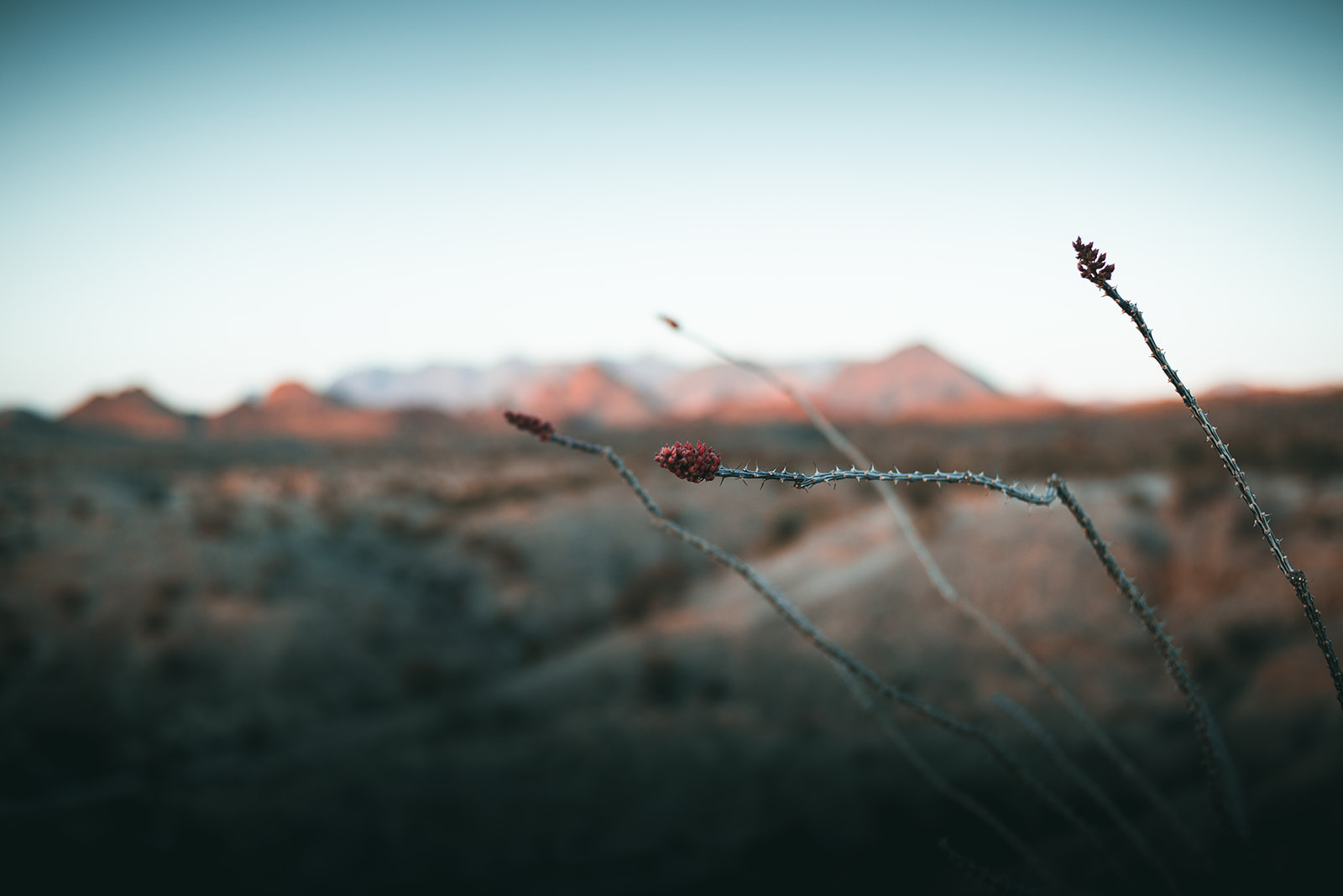 Close-up of ocotillo plant branches with red buds in desert landscape during sunset.