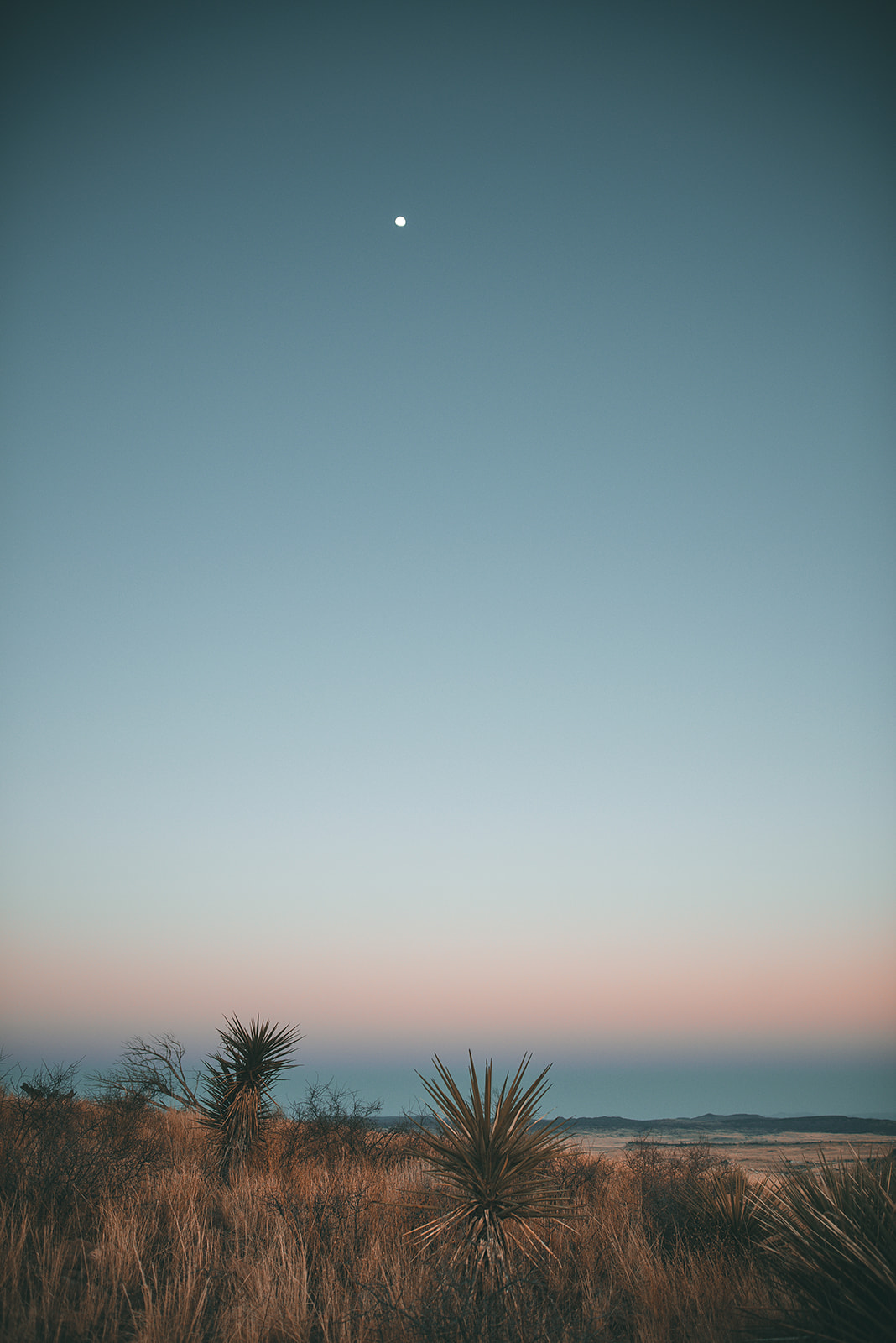 Desert landscape at dusk with yucca plants in the foreground and a full moon in the clear sky.