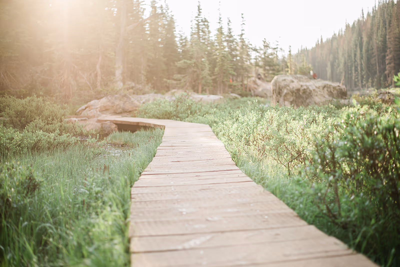 Sunlit wooden boardwalk winding through green grasses and shrubs with large rocks and tall pine trees in the background.