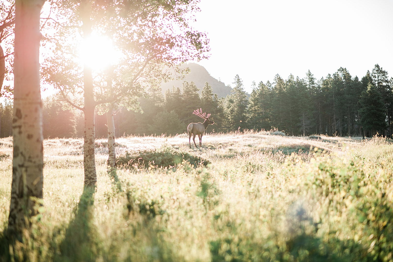 Elk standing in a sunlit grassy meadow with trees and a mountain in the background.
