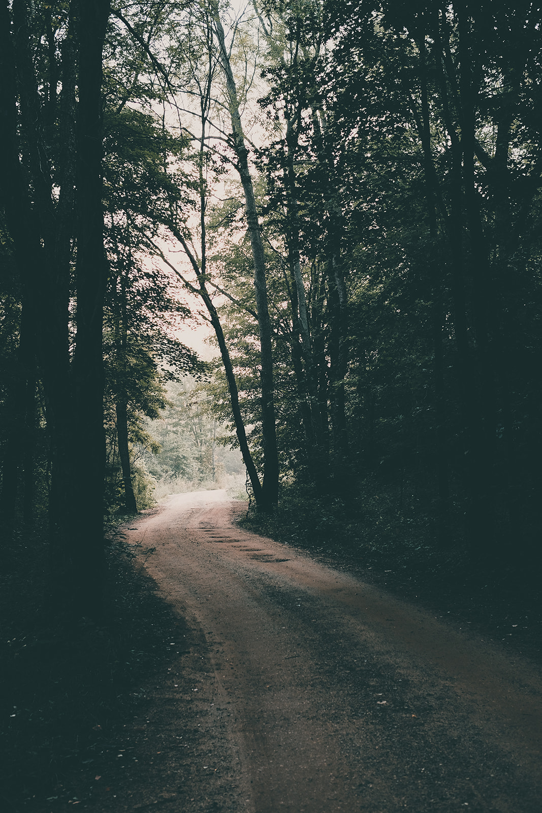 Winding dirt road through dense forest with tall trees on both sides.