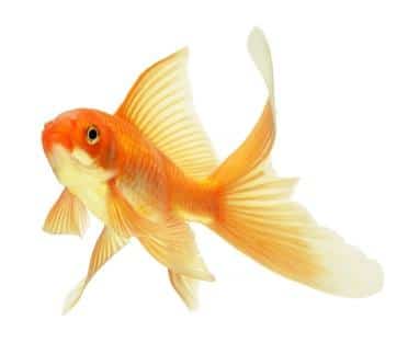 goldfish have an attention span of nine seconds