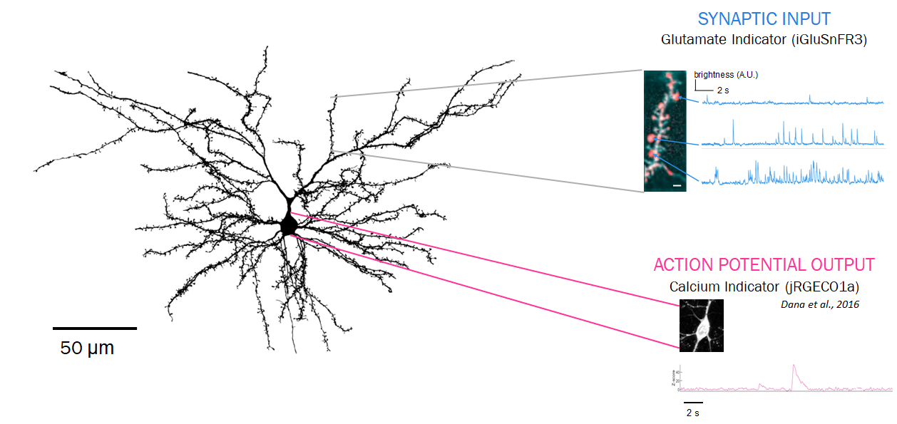 Image showing synapses along the dendrites of neurons. On the right, text labels 'synaptic input, glutamate indicator' and 'action potential output, calcium indicator' with measurements pointing toward the synapses on the left.