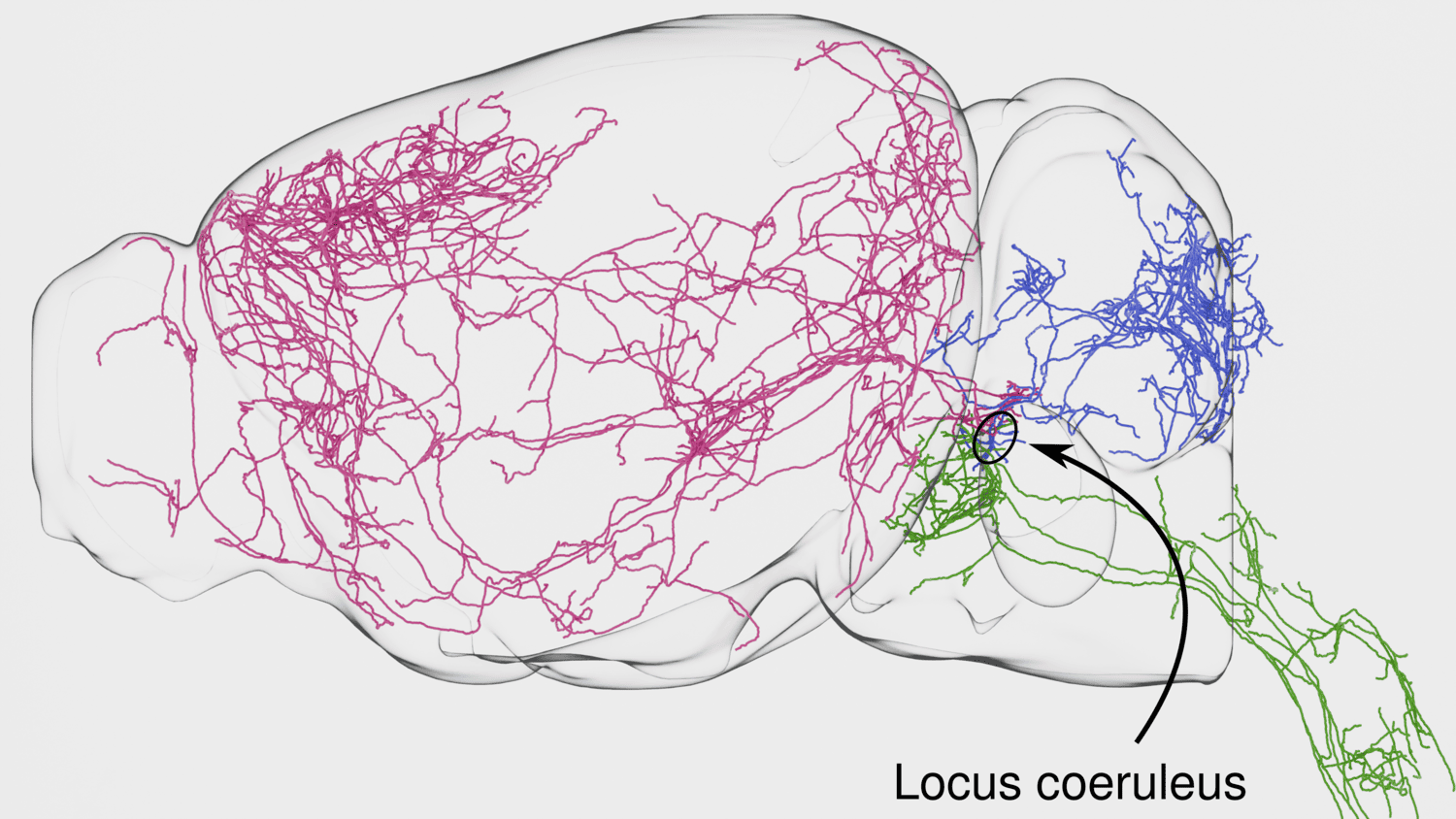 Thirteen neurons with red, blue, and green lines showing different connections to brain regions and the spinal cord.
