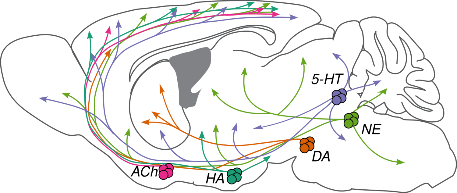 An outline of the brain with colored arrows representing the pathways of neuromodulators. The arrows originate from clusters labeled ACh, HA, DA, NE, and 5-HT, indicating the broad projections of these neurotransmitter systems throughout the brain and nervous system.