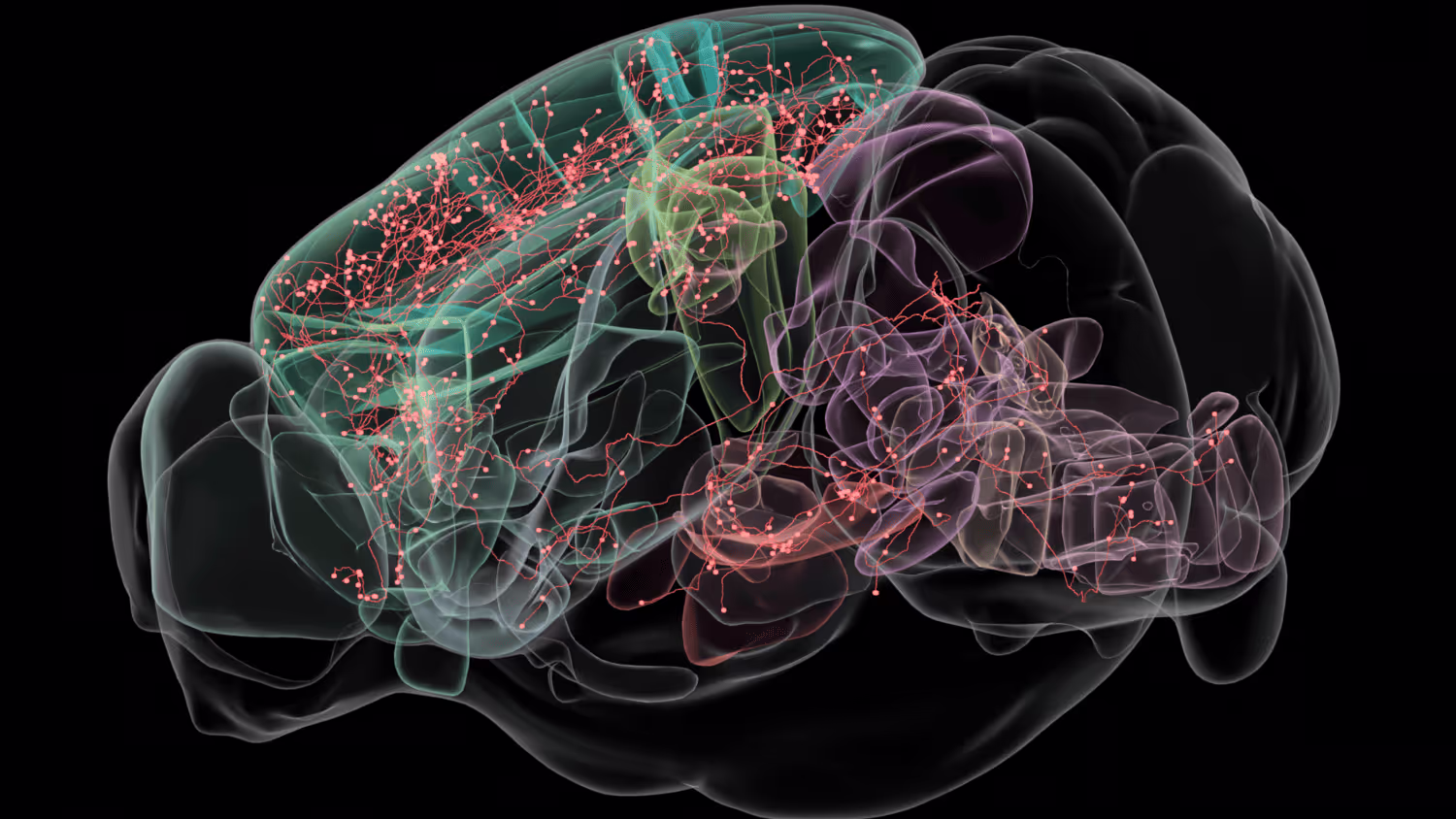 Colorful image of the brain on a black background showing various regions in different colors, related to automated neuron reconstruction.