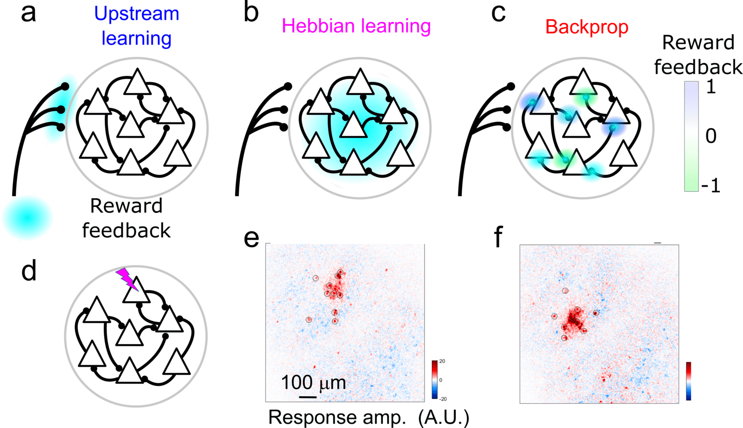 Image with six parts showing learning models and neural responses. a) Upstream learning showing how inputs to MC drive activity changes. b-c) Local learning rules with reward feedback in 3-factor learning (b) and backprop feedback based on synapse contribution (c). d-f) All-optical weight mapping and network responses following targeted photostimulation of ten neurons.