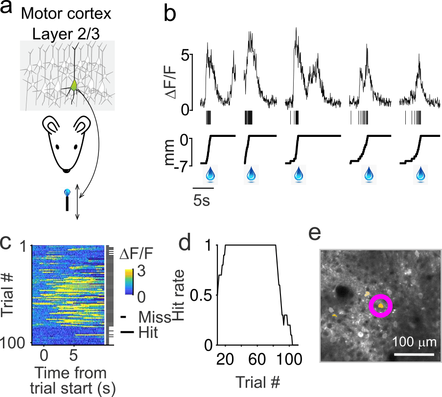 Image with five parts showing BCI learning. a) A diagram of a BCI task where a conditioned neuron (CN) controls a reward port. b) A BCI experiment mapping CN activity to reward port position. c) CN activity aligning to the trial start after trial 30. d) A chart of hit rate versus trial number. e) A map showing DTuning with a magenta circle indicating the conditioned neuron.