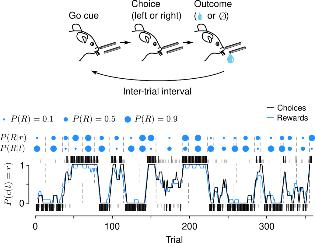 Image showing a dynamic foraging task in mice, with three stages of a mouse and an arrow labeled 'inter-trial interval' beneath. Below that is a chart with black lines representing choices and blue lines representing rewards, with black and gray ticks for rewarded and unrewarded choices, and numbers showing left/right reward probabilities.