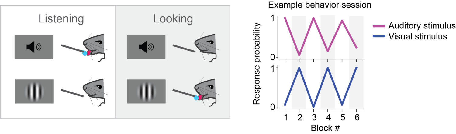 Two images compare 'Listening' and 'Looking' behaviors in mice. 'Listening' shows a rewarded mouse with a volume indicator and a still mouse with a visual indicator, while 'Looking' shows the reverse. To the right, a chart titled 'Example behavior session' plots response probability (0 to 1) across blocks (1 to 6) with pink and blue lines for auditory and visual stimuli.