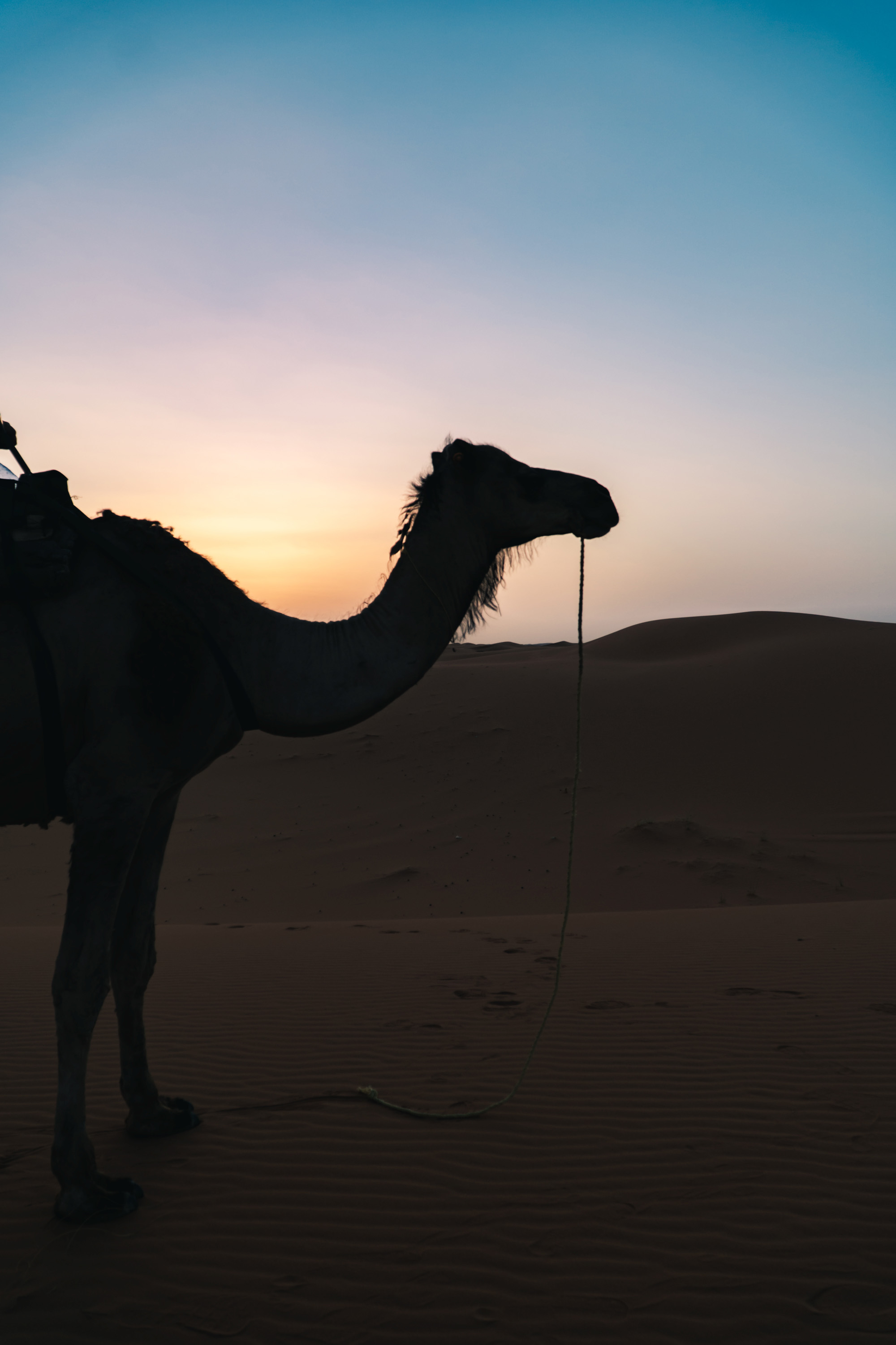 Chameau en silhouette au coucher du soleil dans le Sahara marocaine
