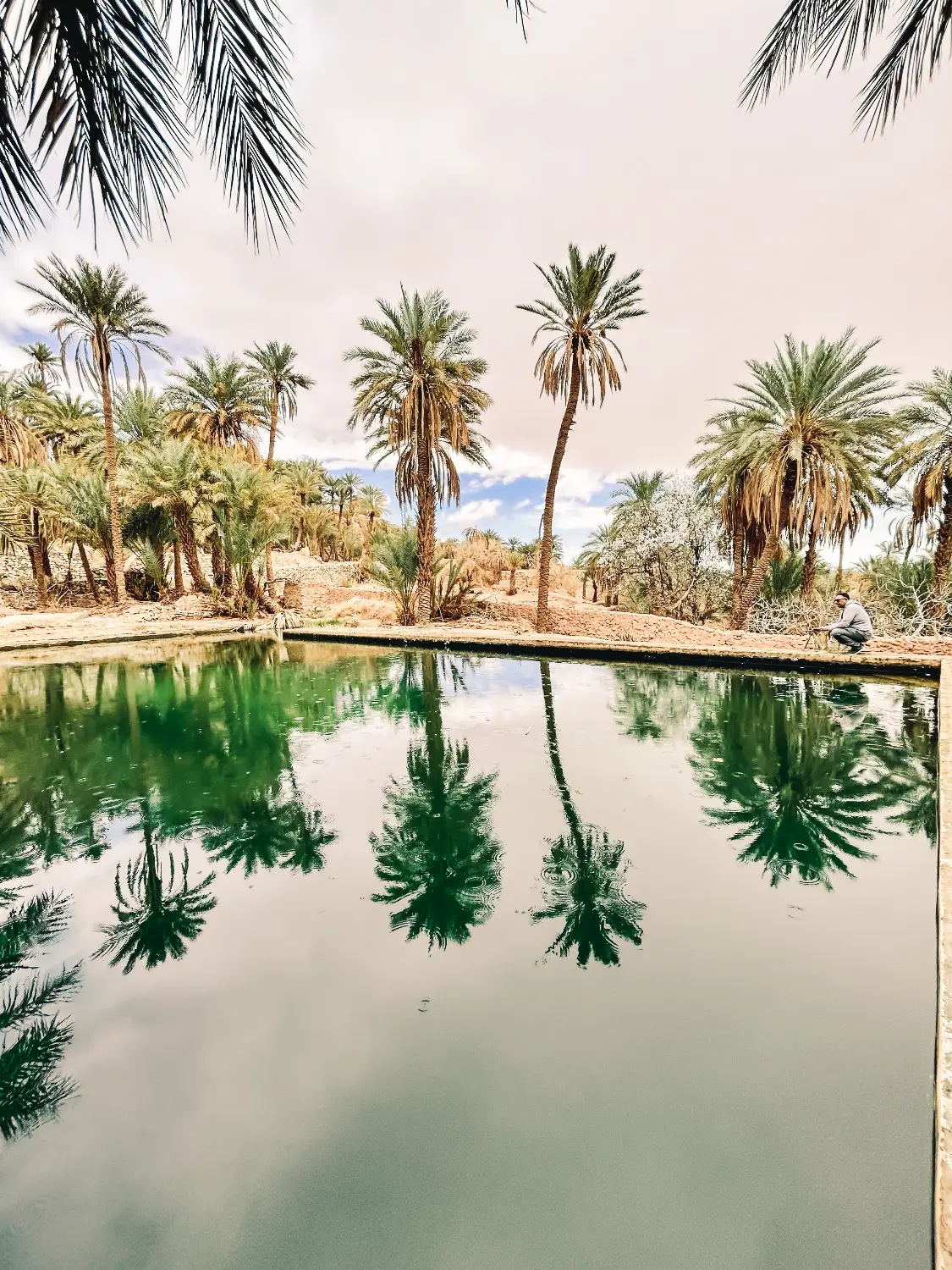 Palmiers se reflétant dans un bassin vert dans un paysage désertique marocain
