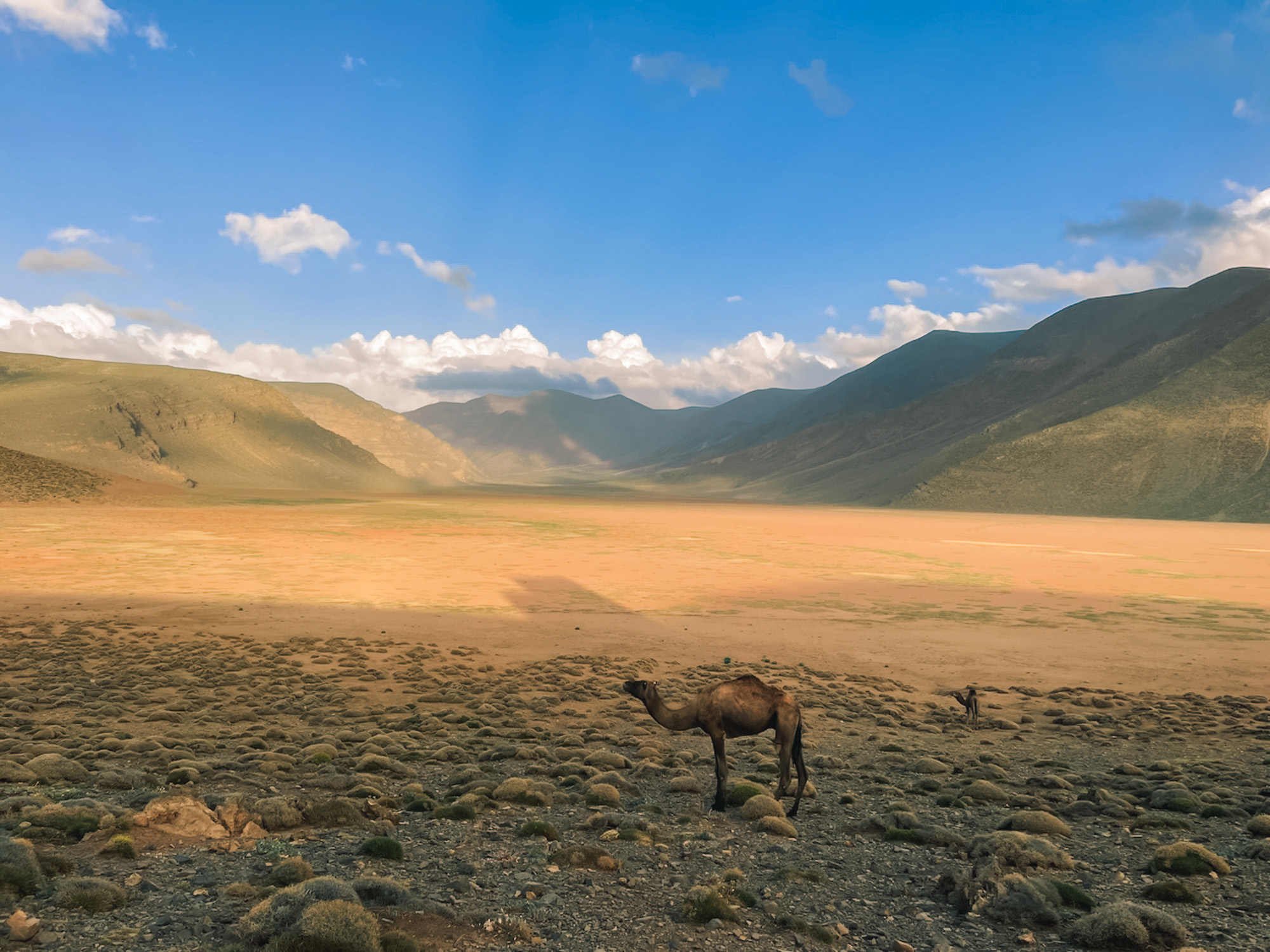Chameau solitaire dans la vallée rocheuse du Haut Atlas marocain